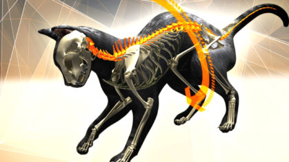 Everything You Didn't Know About Animals 